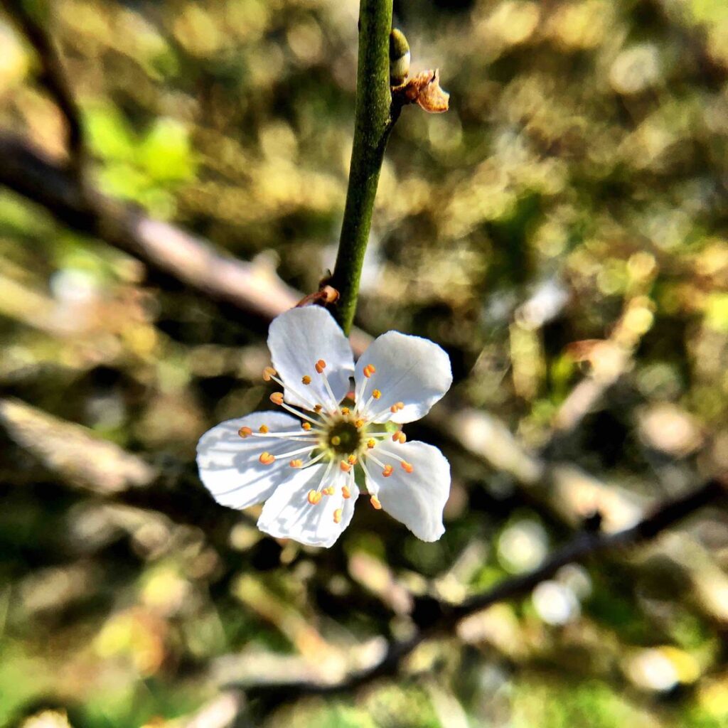 Close up of a white flower, the background blurred.
