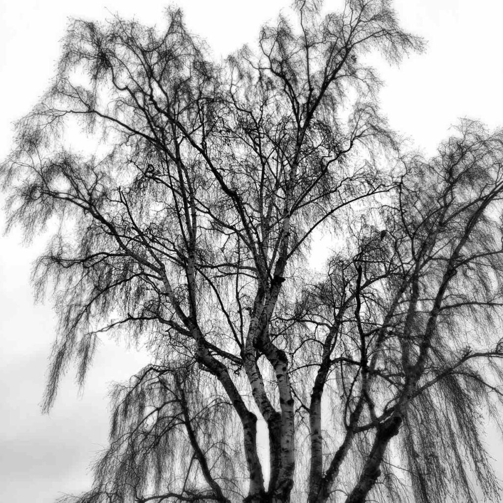 Black and white image of trees, sharply focused with a drooping dramatic character to them
