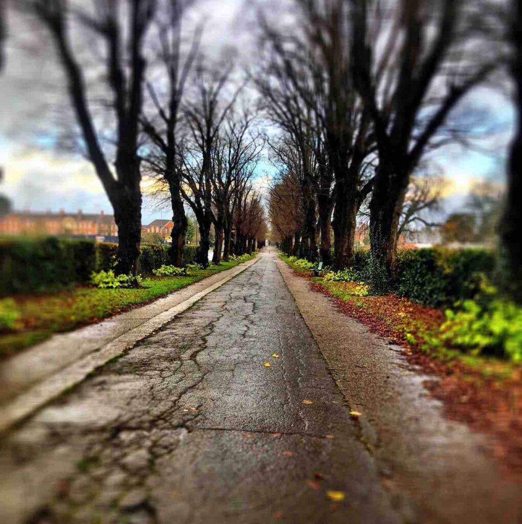 Colourful photo of a country lane, very vivid green colours, with trees either side of the lane. No-one in sight but houses in the far distance