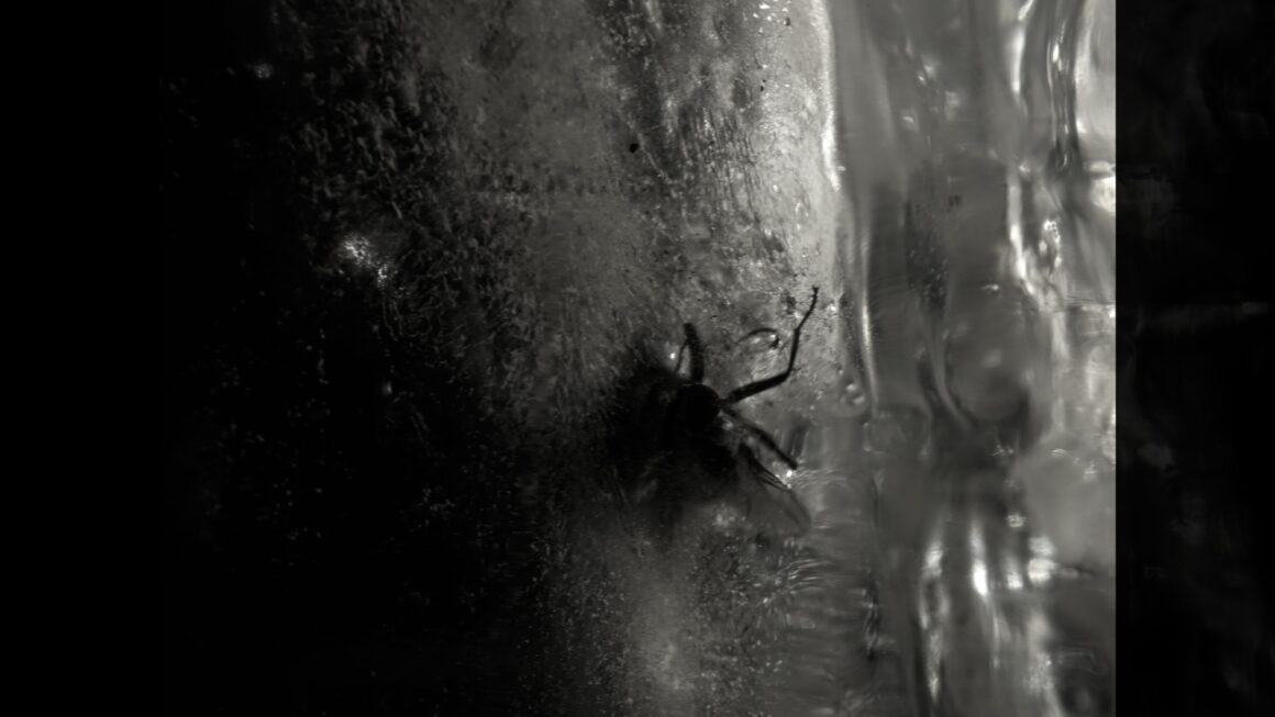 alt="Close-up of a small spider on a textured dark and translucent surface with low lighting"