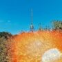 Cell tower in the background with bushes and a bright orange light leak effect in the foreground under a clear blue sky