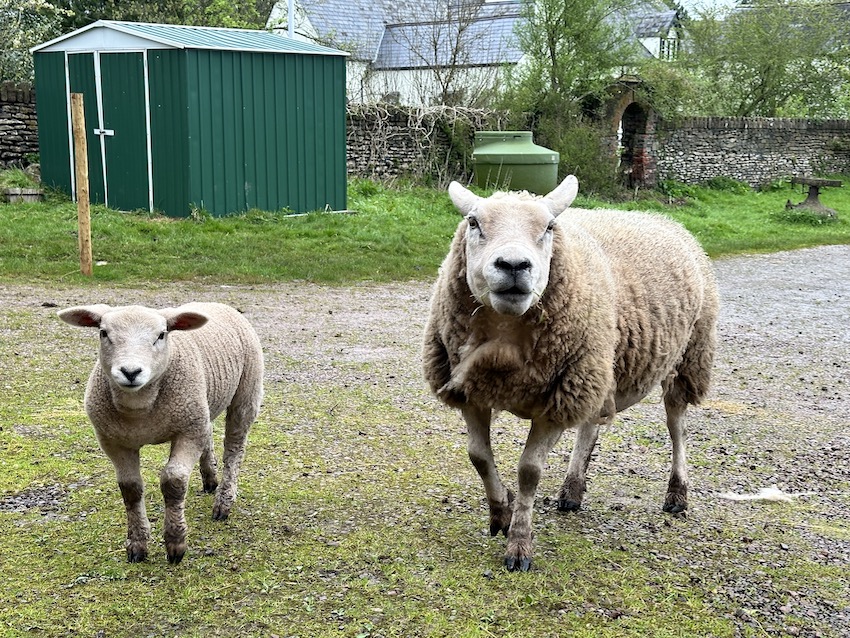 Two sheep in the countryside, running beside one another